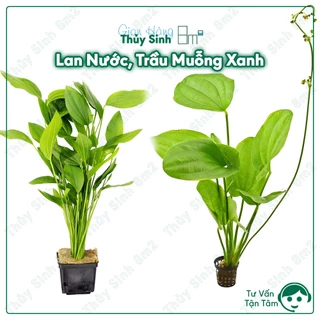 (Lá Cạn) Cây Lan Nước (Bách Thủy Tiên), Trầu Muỗng Xanh, Cây Thủy Sinh KHÔNG CO2, Hậu Cảnh, Cây Bán Cạn | 8m2