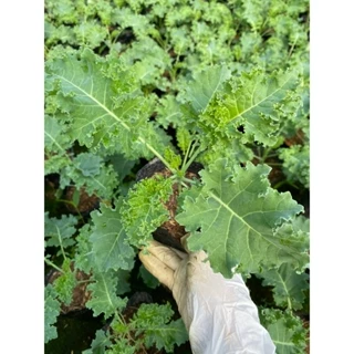 Cải Kale bầu, hàng chuẩn giống, cây đẹp cao 20-40cm - Nhà Vườn Đức Vượng