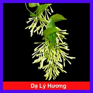 Cây hoa dạ lý hương - cây cảnh có mùi hương quyến rũ say mê lòng người