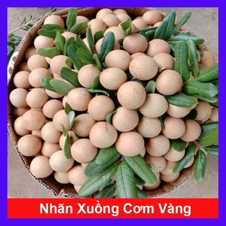 Cây nhãn xuồng cơm vàng hạt lép - cây ăn quả