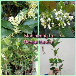 Cây giống mộc hương ta (cao 20-30cm)