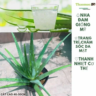 Cây Nha Đam,Nha Đam Giống Mỹ (cây cao 45-55cm) Thanh Lọc Cơ Thể,Chăm sóc Da Mặt.