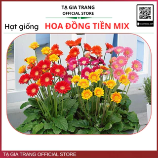 Hạt giống hoa đồng tiền mix