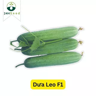 Hạt giống dưa leo F1 24HSeed