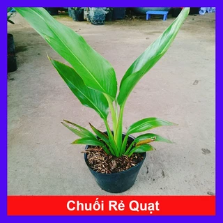 Cây chuối rẻ quạt, Cao 40cm đến 60cm sức sống cực mãnh liệt, dễ chăm sóc phong thủy tốt cho gia chủ