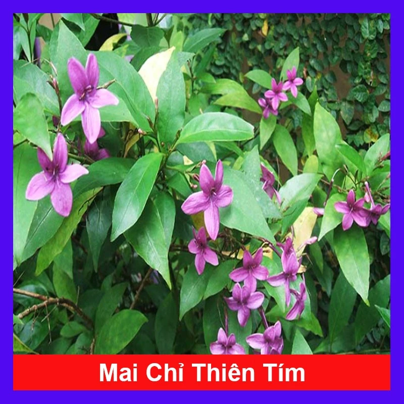 Cây mai chỉ thiên tím - cây cảnh đẹp hoa thơm trồng ban công, sân vườn