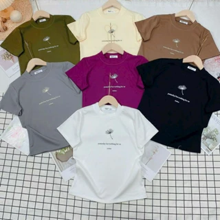 Áo Thun Babytee Bồ Công Anh Nhiều Màu Borip - Dư Tú Lệ Shop