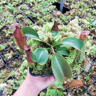 Cấy bắt mồi, Cây nắp ấm N. truncata