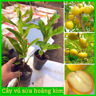 Cây giống sữa hoàng kim vỏ mỏng quả màu vàng 1 năm cho trái cây khoẻ không sâu bệnh