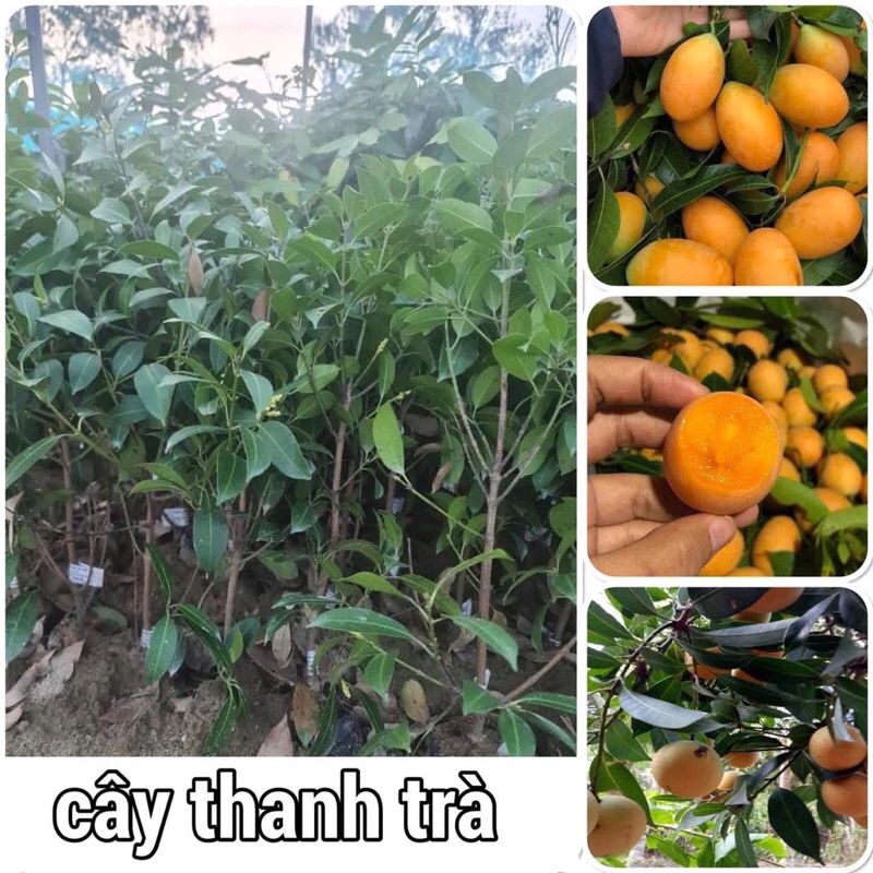 Cây giống thanh trà cao 50 60cm. Mua 5 cây tặng thêm 1 cây( ảnh thật như hình)