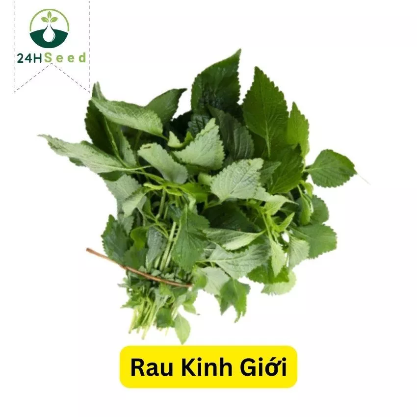 Hạt giống rau kinh giới 24HSeed