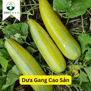 Hạt giống dưa gang cao sản 24HSeed