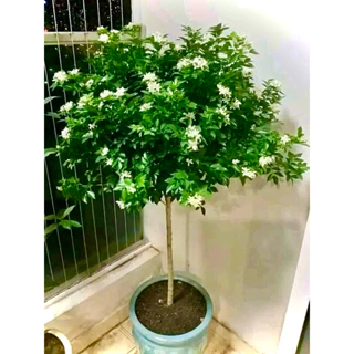 Cây nguyệt quế siêu hoa dáng tree cao 80-100cm (ảnh thật số 2)