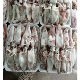 mực chã khay 500gr  tươi ngon