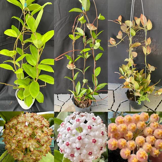 Set 3 loại hoa Cẩm cù - hoya khác nhau: Carnosa white, crassicaulis, Cv sunrise, hoa thơm, phát triển nhanh, dễ trồng