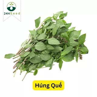 Hạt giống rau húng quế lá to 24HSeed