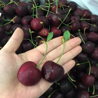 Hạt giống cherry ( Loại 1 ) Tỉ lệ lên 70%