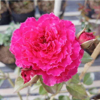Hoa hồng bụi Ramukan Rose - lâu tàn