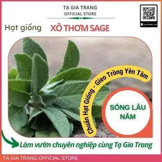 Hạt giống xô thơm Sage (Salvia officinalis)