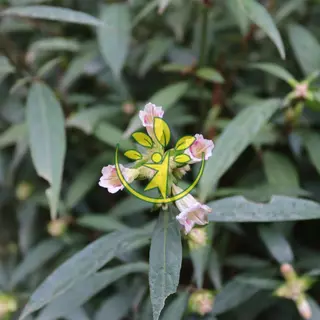 🌿 Hoàn ngọc đỏ chuẩn giống