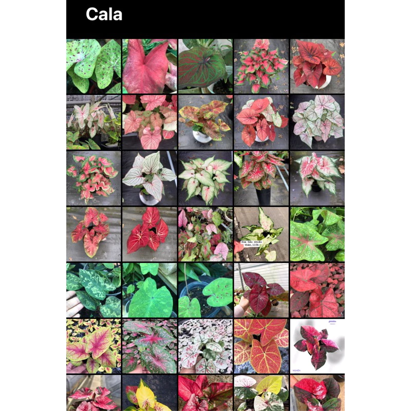 Cây môn kiểng Caladium