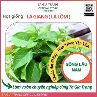 Hạt giống cây lá giang (lá lồm)