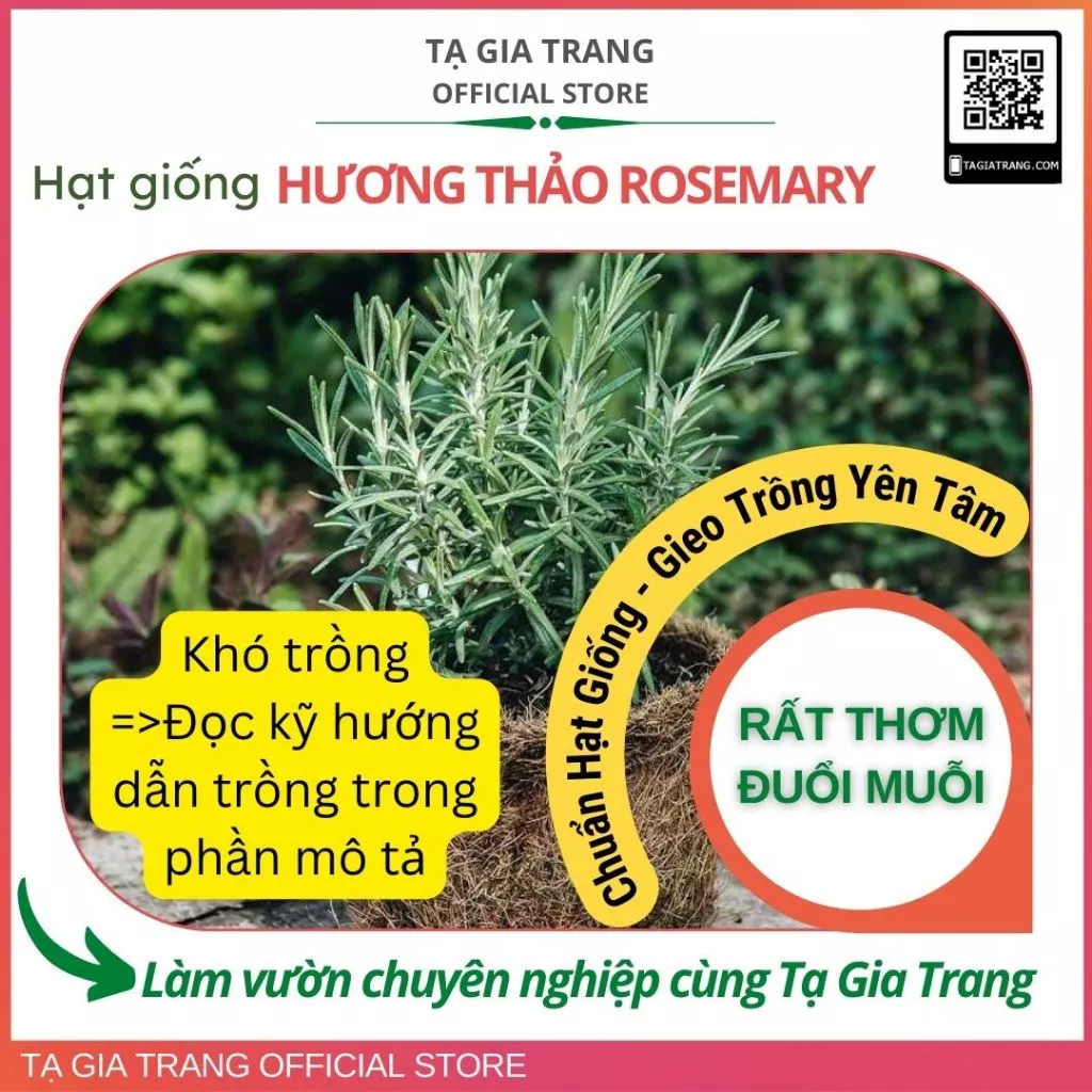 Hạt giống cây hương thảo Rosemary