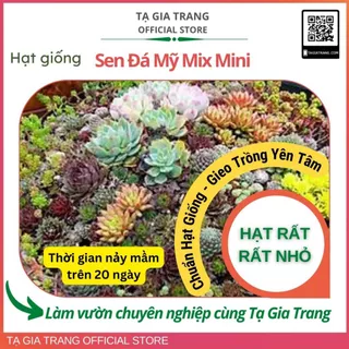 Hạt giống sen đá Mỹ mini mix nhiều màu