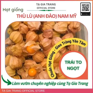 Hạt giống cây thù lù Nam Mỹ Gold