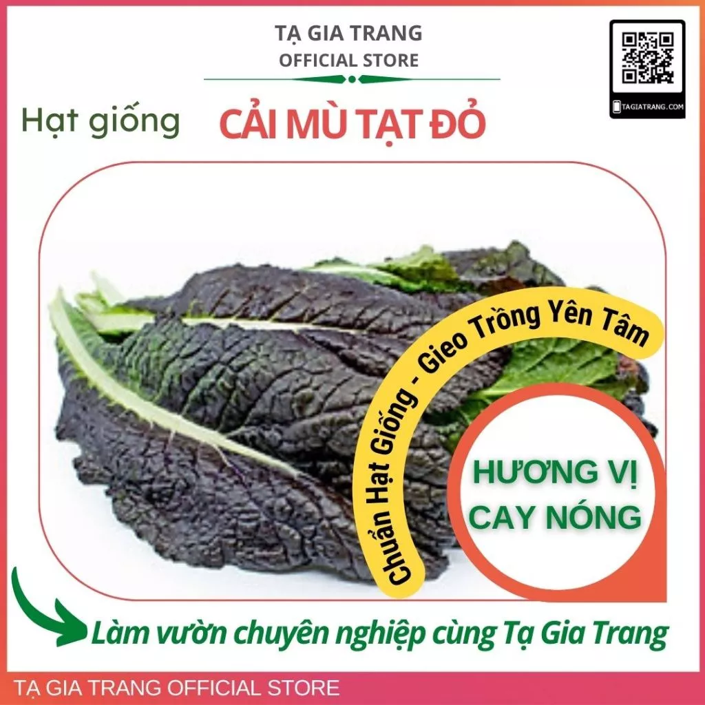 Hạt giống rau cải  mù tạt lá đỏ