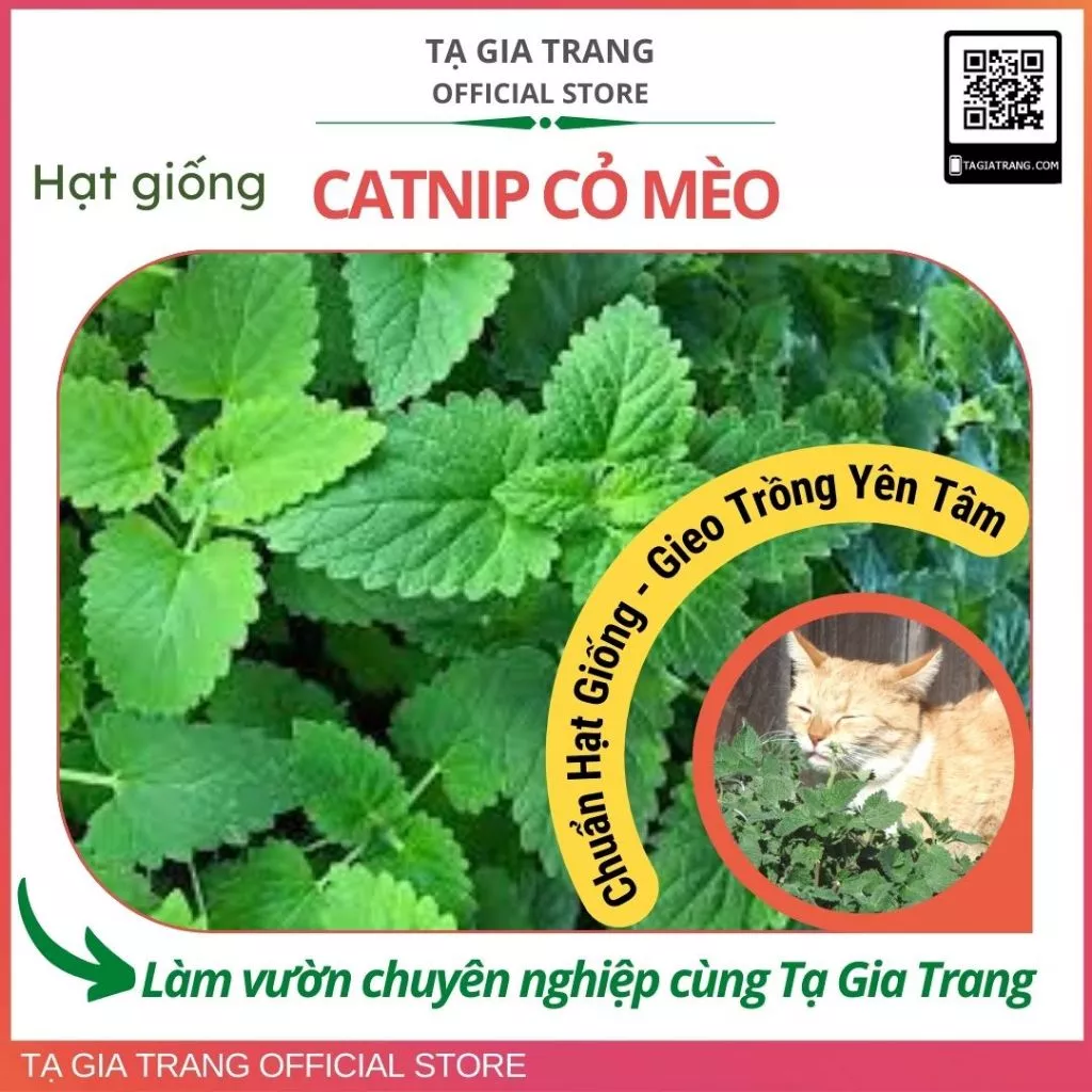 Hạt giống Cỏ mèo các loại (cỏ bạc hà mèo Catnip, cỏ lúa mì)