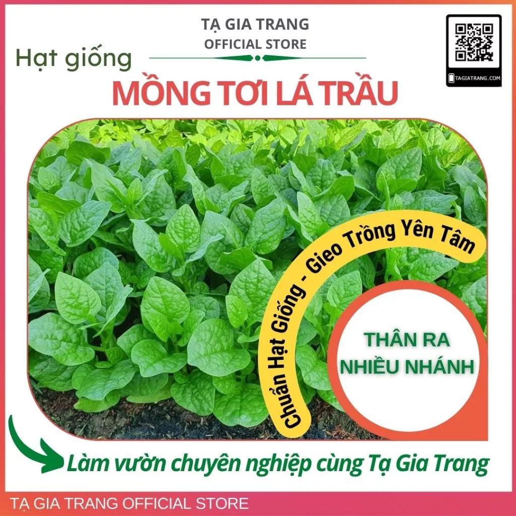 Hạt giống mồng tơi lá trầu, thân nhiều nhánh lá nhỏ, chịu nhiệt, chịu mưa