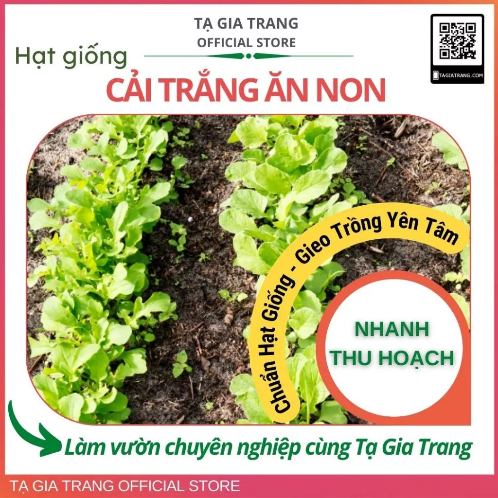 Hạt giống rau cải trắng ăn non sinh trưởng khỏe, nhanh thu hoạch