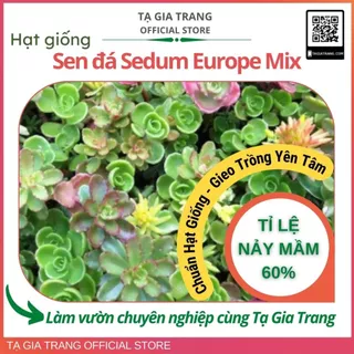 Hạt giống sen đá Sedum Chịu Hạn mix nhiều màu