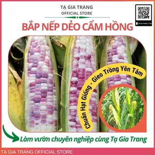 Hạt giống bắp nếp dẻo cẩm hồng