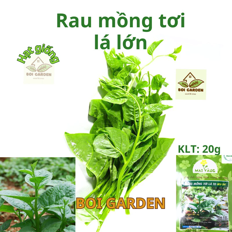 Hạt giống mồng tơi lá lớn (154)