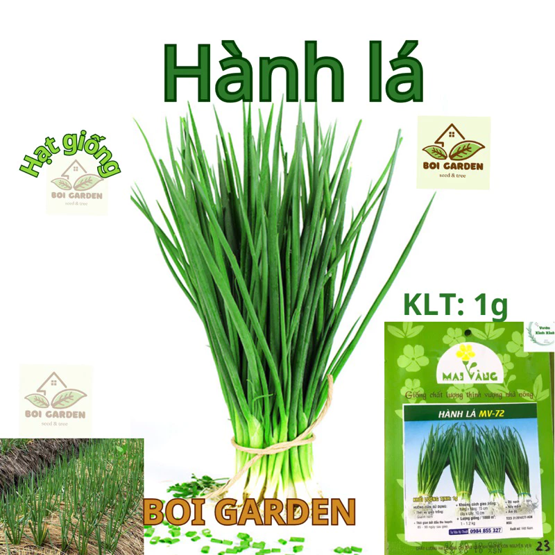 Hạt giống Hành lá 1g (101)