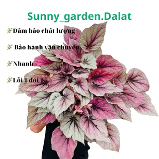 Chậu cứng thu hải đường - Begonia các loại size trung, khoẻ đẹp trang trí cực xinh. Giá tốt