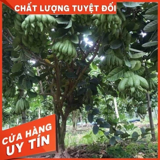 )Cây Giống Phật Thủ Cây Ghép Nhanh Có Quả(CÂY GIỐNG.VN)