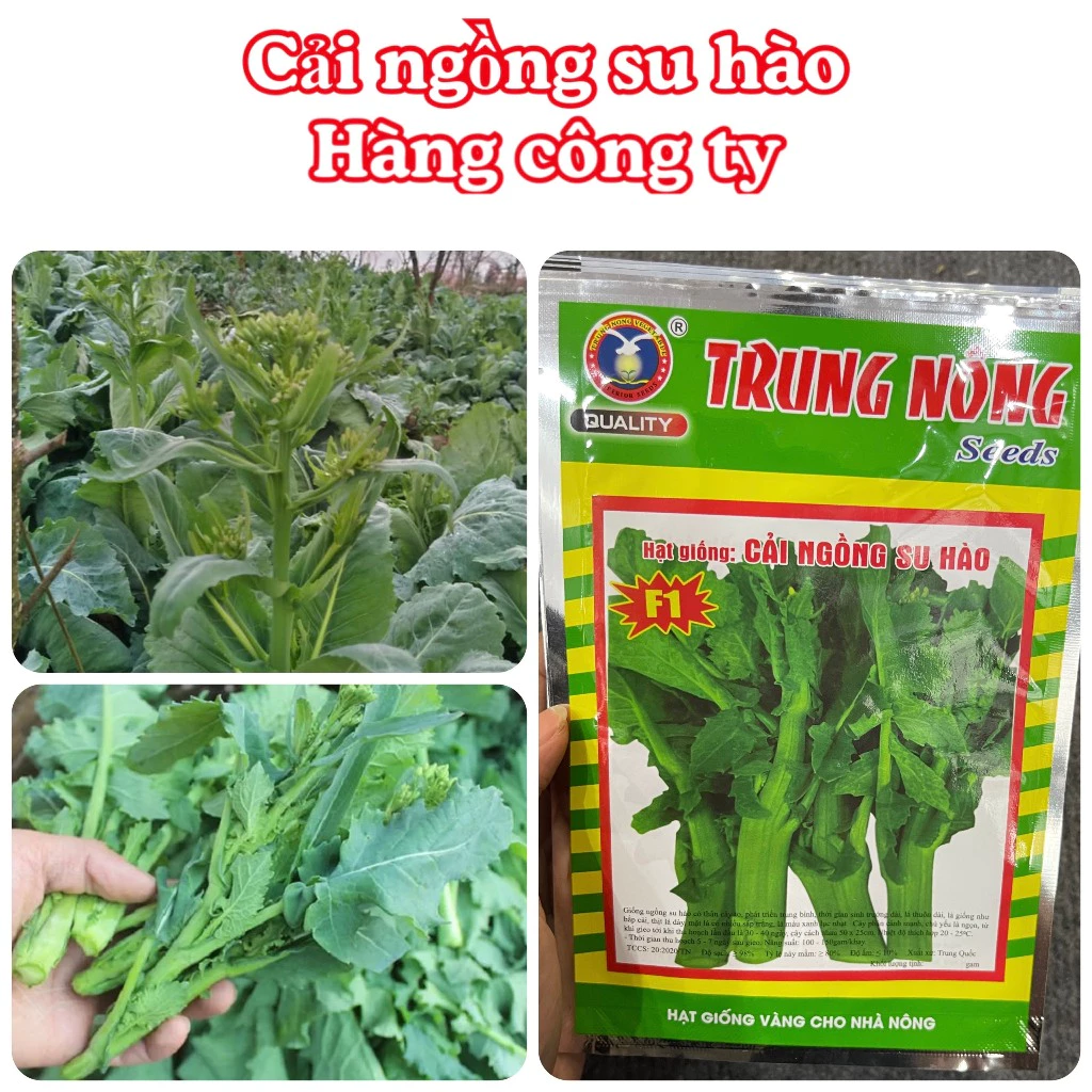 Hạt giống rau Cải ngồng su hào 2gram gói hàng chính hãng công ty đóng gói