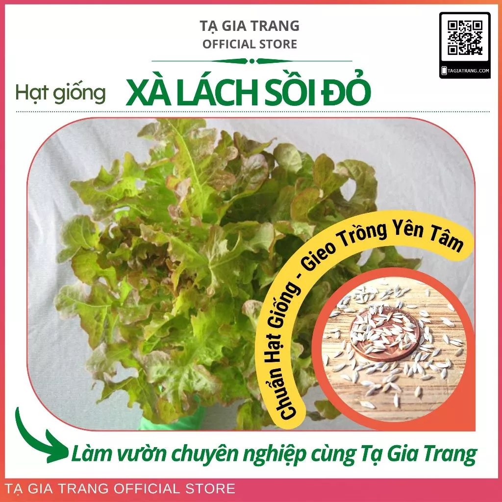 Hạt giống rau xà lách Oakleaf lá sồi đỏ (sồi tím)