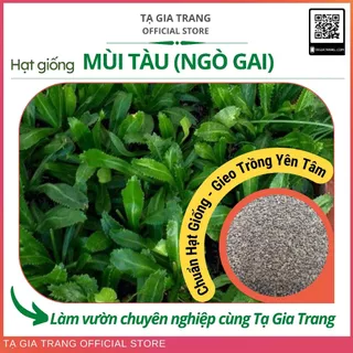 Hạt giống rau mùi tàu (ngò gai) - Shop hạt giống Tạ Gia Trang