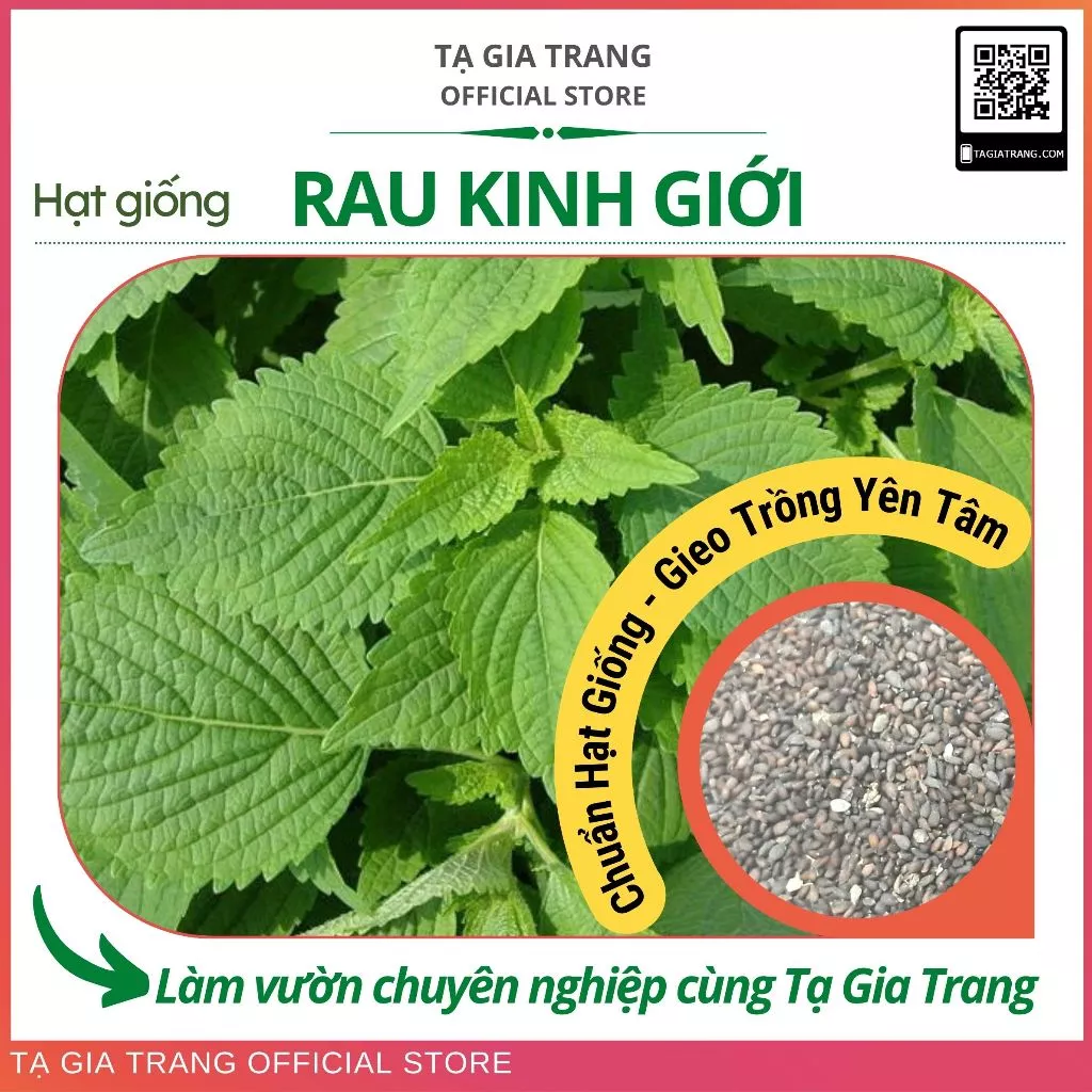 Hạt giống rau kinh giới - Shop hạt giống Tạ Gia Trang