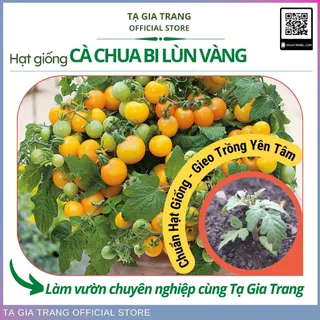 Hạt giống cà chua bi lùn vàng