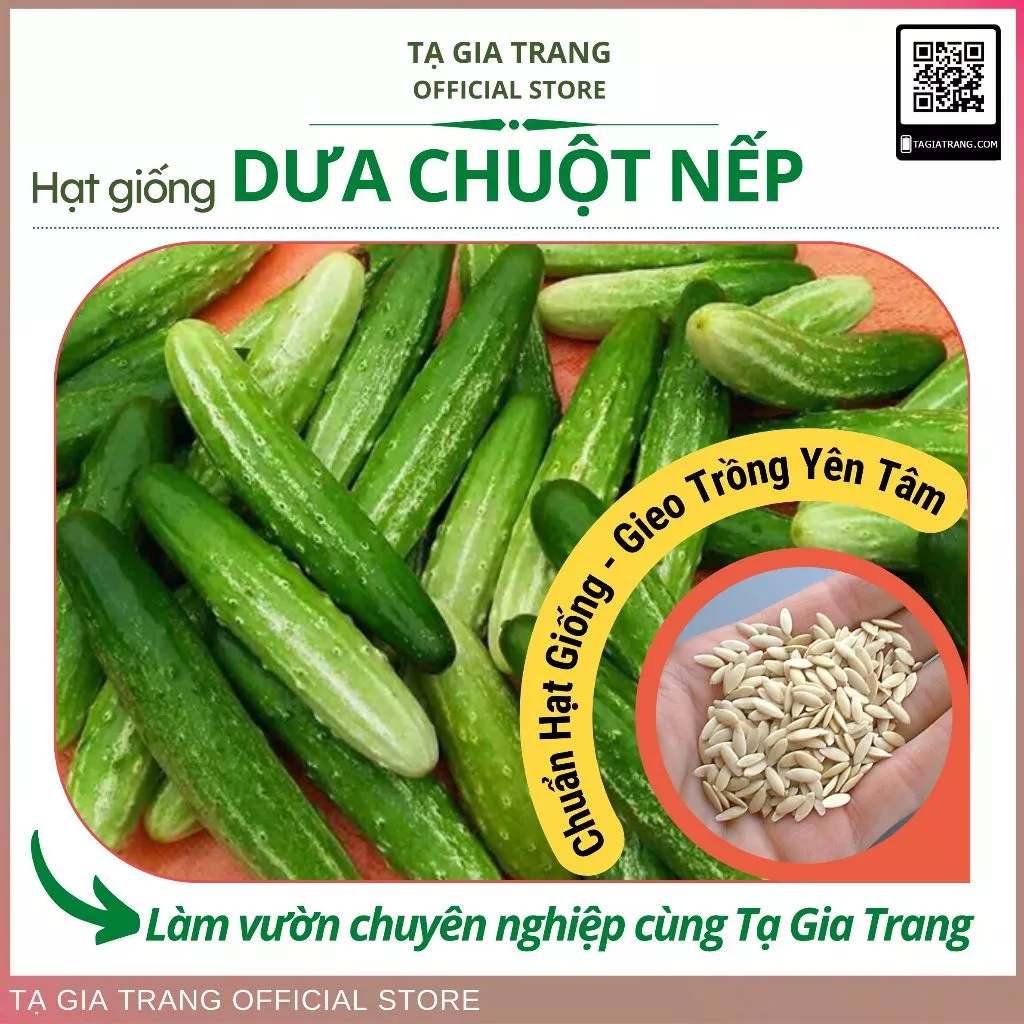 Hạt giống Dưa chuột nếp - Shop hạt giống Tạ Gia Trang