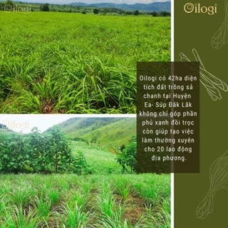 Tinh dầu sả chanh - Lemongrass essential oil