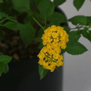 Hoa ngũ sắc vàng |  YELLOW LANTANA CAMARA