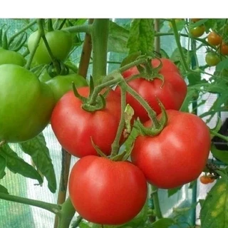 Cà chua F1 sai quả trên 10 hạt
