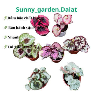 Bộ sưu tập chậu mềm begonia - Thu hải đường xoáy ốc nhỏ