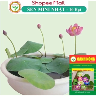 Hạt giống Hoa Sen Mini Nhật 5 Màu - Hạt Giống CANH NÔNG